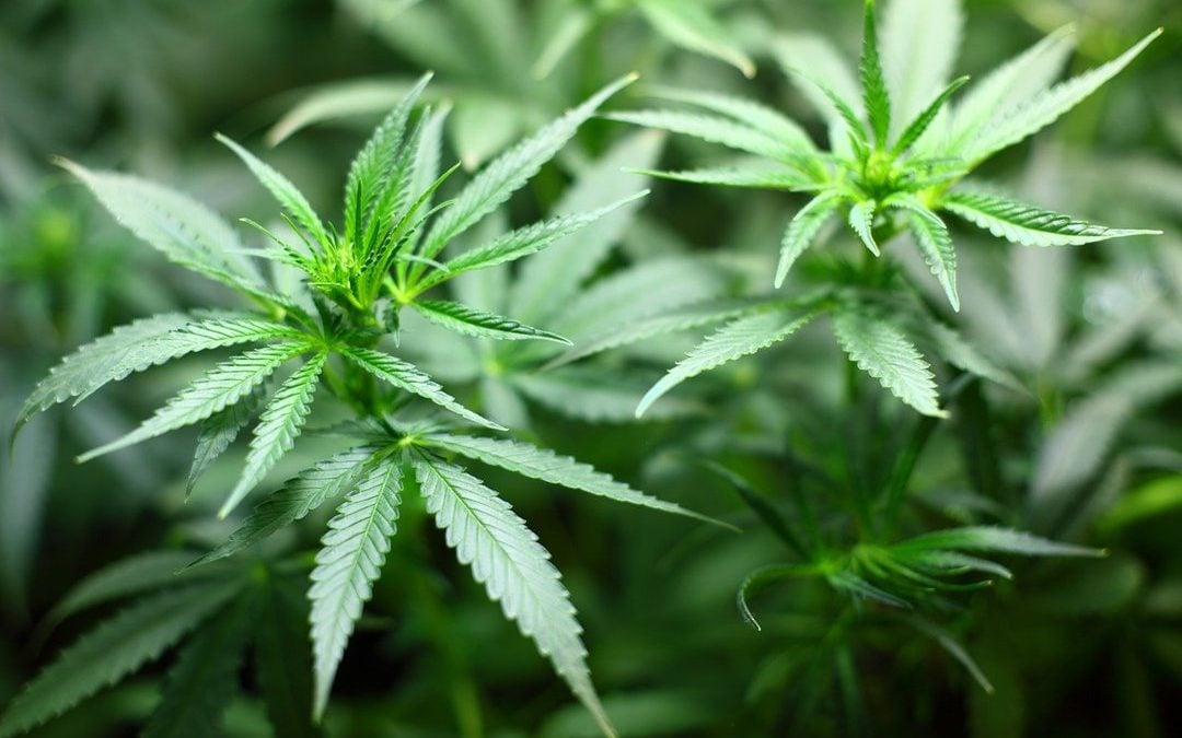 Growing Marijuana Laws